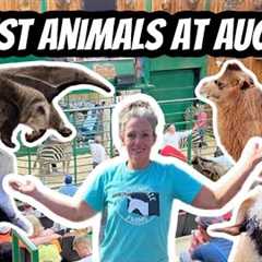 Behind-the-Scenes at the Exotic Animal Auction: Must-See!