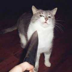 You Laugh, You Lose! 🤣 Funny Cat Videos 2025 😹 Part 33