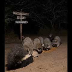 BlueIndigoTrails is live!🌒🍎🌽