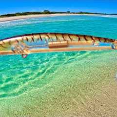 Beach fishing Australia for food