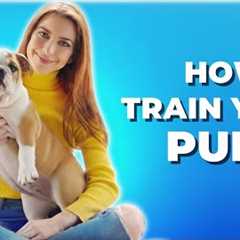 How to train your puppy | Dogs tips and tricks | Animals Goofy