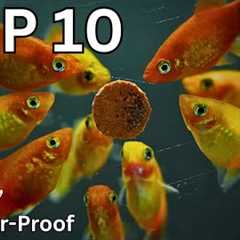 10 Easiest Fish to Keep in an Aquarium!