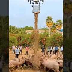 Smart Farming with Drones | Feeding Animals Using Drone Technology!