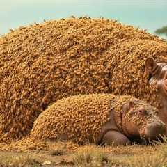 Brave Rescue Team in Hippo TRAPPED Under Swarming Insects—Rescuers Race Against Time
