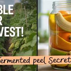 The Hidden Gardener's Trick  Double Your Harvest with This One Simple Fermented Fruit Peel Hack!