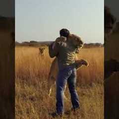 Lion JUMPS on Man and Hugs #lion #animal #savelions