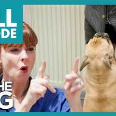 Naughty Frenchie TEARS Victoria's Coat! 🤯 | S1E5 | It's Me or The Dog 2021