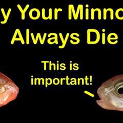 How to Keep Bait Minnows Alive at Home & 6 Reasons They Die