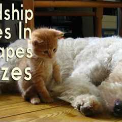 Adorable Animal Friendships