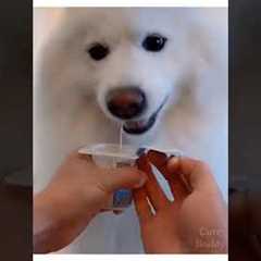 Cute Dog Video | cute and funny dog |cute animal video in USA