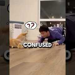 Puppy Learns New Tricks 🐾 #shorts