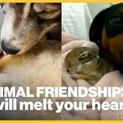 35 adorable animal friendships you have to see to believe | GMA