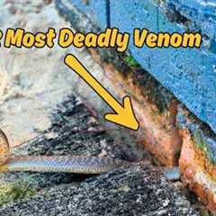 STRANGEST Deadly Snake Rescue I've Ever Done