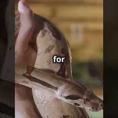 Massive 13-Foot Burmese Python Rescued from New York Home! | Shocking Illegal Pet Discovery #python