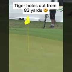 Beautiful hole out from Tiger #golf #shorts
