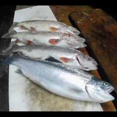 Fall Trout Fishing from the Bank with Powerbait (Lake Amador)