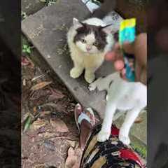 How to train your cats || Kitten Training Video #cat #babyanimal #kitten