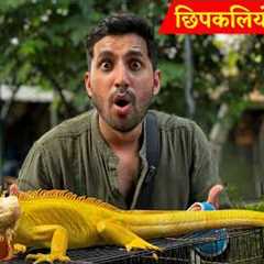 Indonesia's SHOCKING Exotic Animal Market!! Iguana, Snakes, Bats and More!