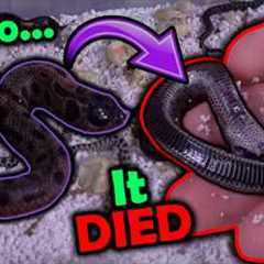 Black Hognose Snakes Hatching!