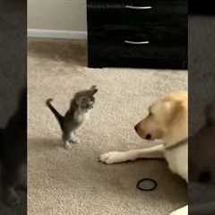 The Very Best of Cat Comedy