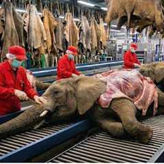 Inside Modern Elephant Leather Factory: From Raw Elephant Hide to High-End Briefcase (Full Process)