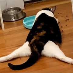 The Most DRAMATIC Cats Act Like Comedians 😂 Best Funny Cats Videos 2025