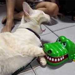 277 Hilarious Cats and Dogs Moments 2025😼🐶Try Not To Laugh😜