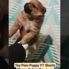 10 Tips for Training Your Toy Pom Puppy YouTube Shorts #shorts #viral #trending #doglover #dog #dogs