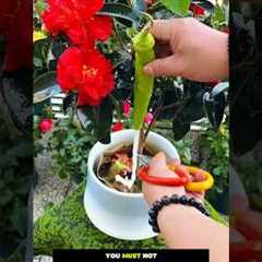 Best Flower Care Tips! 🌸🍌🍊 Natural Hacks for Healthy Plants 🌿||#gardening #flowers #shorts..