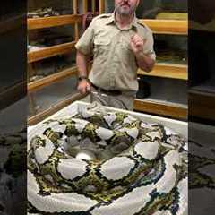 Giant SNAKE Giant BITE!