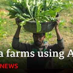 Artificial intelligence comes to farming in India | BBC News