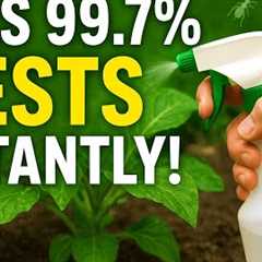 This Homemade Spray KILLS 99 7% of Garden Pests Instantly! Aphids, Ants, Whiteflies & Mealybugs ..