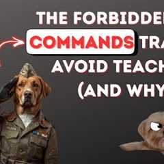 The Dog Training Tricks No One Tells You About