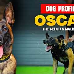 Oscar The Belgian Malinois - Family Protection Dog