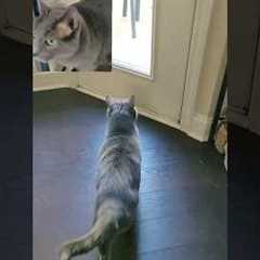 cats doing tricks cats doing funny things cat training video #shorts #youtubeshorts #yt #cattricks