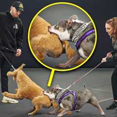 Dog Trainer vs Biting Dog from HELL!
