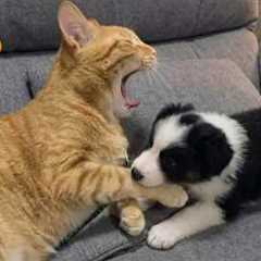 Silliest CATS on Earth Act Like Comedians 😂 Funny Cat Videos 2025