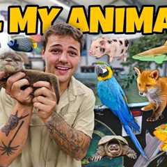 ALL of My EXOTIC ANIMALS in ONE video!!