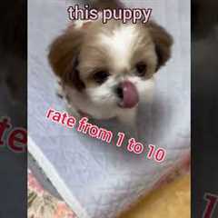 A cute puppy #shorts #funny #animals #cutedog #puppy #training #viral
