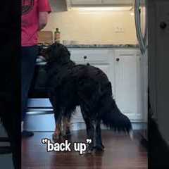 3 Useful Tricks I Taught My Dog 🤓 #dogtricks #dogtraining #dogtrick #bernesemountaindog