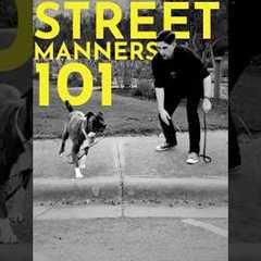 How to teach your dog not to enter the street without your permission.  #dogtraining #puppytraining