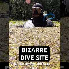 How to go Scuba Diving at Manatee Springs State Park 🤿 👌#scubadiving #divetravel #floridasprings