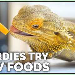 Bearded Dragons Tasting & Reviewing New Foods!