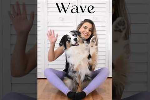 Teach your dog to Wave (say Hi)- trick tutorial #dogtraining #doglover #dogtricks #cutedogs