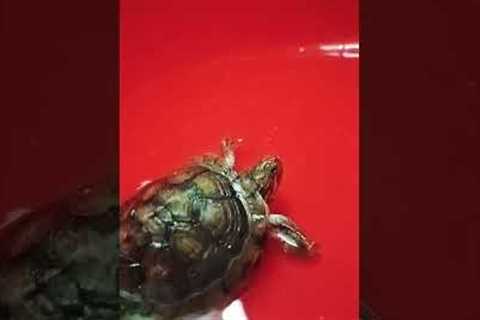 DIY pet toys, #Funny animal videos#Pet training tips#Cute animal compilation#Exotic pets showcase#