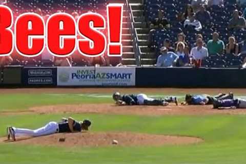 Craziest Animal Interference Moments in Sports #5