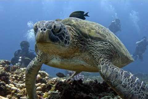 Epic Dive Trip to Gili Islands – Explore, Dive &amp; Enjoy with Scuba Froggy!