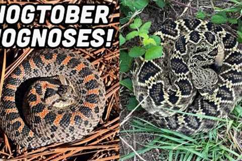 We Found BOTH Hognose Snakes! Surprise Diamondback, Stunning Hognoses, and More Fall Herping!