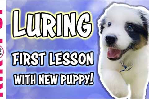 Training a puppy to follow a lure - Puppy Training