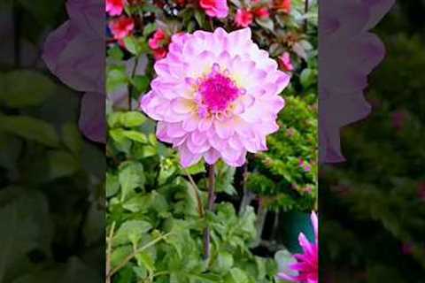 Gardening ideas For Home!! #shorts #garden #ideas #ytshorts